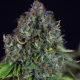 Jack Herer Auto - SEEDSMAN | TanieSianie.pl