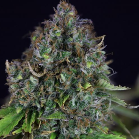Jack Herer Auto - SEEDSMAN | TanieSianie.pl