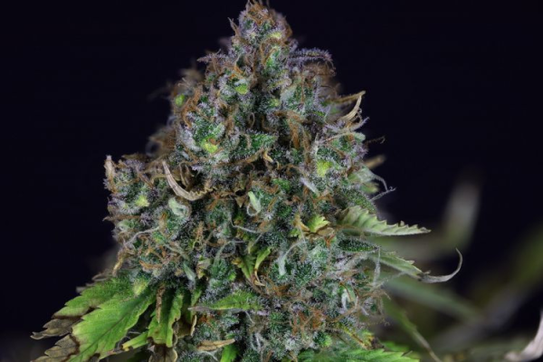 Jack Herer Auto - SEEDSMAN | TanieSianie.pl