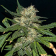 Northern Lights Auto - SEEDSMAN | TanieSianie.pl