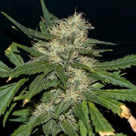Northern Lights Auto - SEEDSMAN | TanieSianie.pl