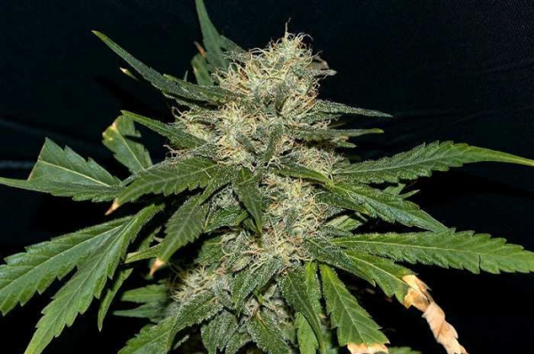 Northern Lights Auto - SEEDSMAN | TanieSianie.pl