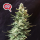 Amnesia FAST - SEEDSMAN | TanieSianie.pl