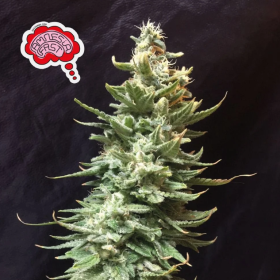 Amnesia FAST - SEEDSMAN | TanieSianie.pl