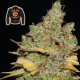 Badazz Cookies OG - SEEDSMAN | TanieSianie.pl