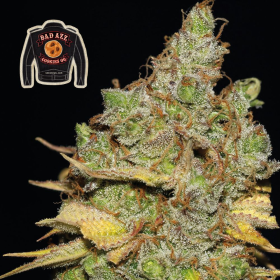 Badazz Cookies OG - SEEDSMAN | TanieSianie.pl