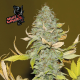 Bruce Banger - SEEDSMAN | TanieSianie.pl