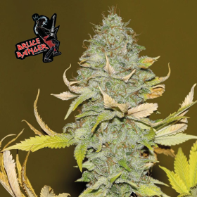 Bruce Banger - SEEDSMAN | TanieSianie.pl