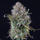 OG Kush Auto - SEEDSMAN | TanieSianie.pl