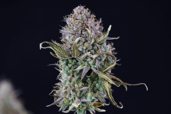 OG Kush Auto - SEEDSMAN | TanieSianie.pl