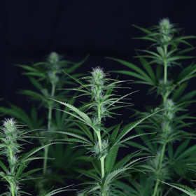 Cream & Cheese CBD 1:1 - SEEDSMAN | TanieSianie.pl