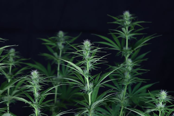 Cream & Cheese CBD 1:1 - SEEDSMAN | TanieSianie.pl