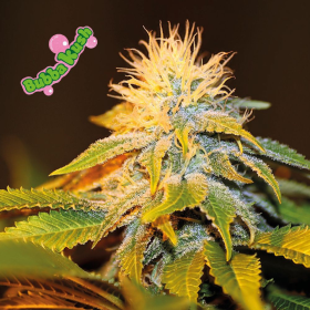 Bubba Kush - SEEDSMAN | TanieSianie.pl