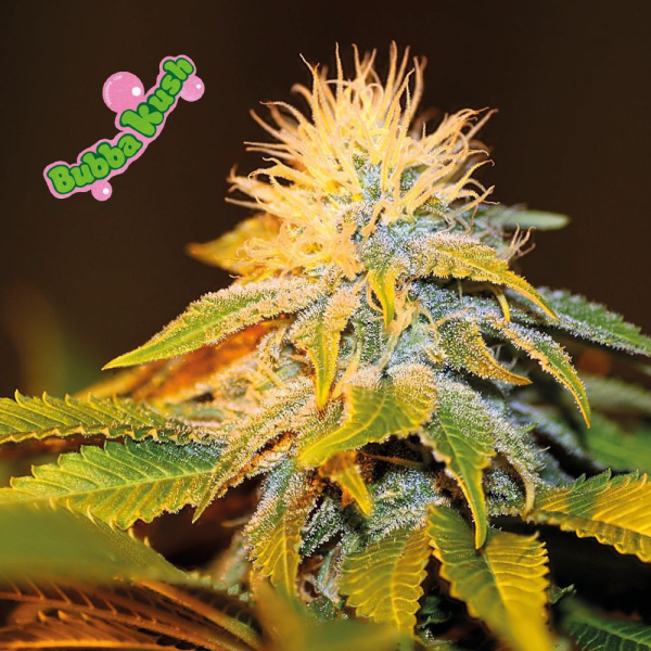 Bubba Kush - SEEDSMAN | TanieSianie.pl