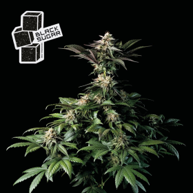 Black Sugar - SEEDSMAN | TanieSianie.pl