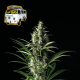 The White OG - SEEDSMAN | TanieSianie.pl