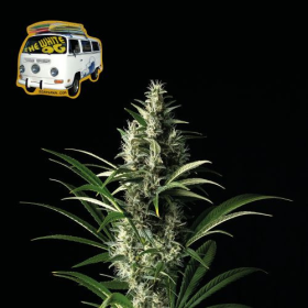 The White OG - SEEDSMAN | TanieSianie.pl