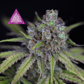 Critical Purple Kush - SEEDSMAN | TanieSianie.pl