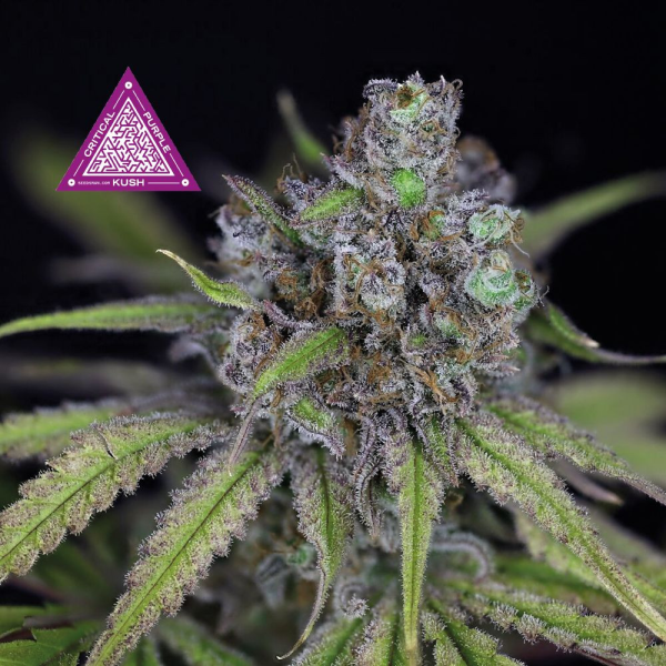 Critical Purple Kush - SEEDSMAN | TanieSianie.pl