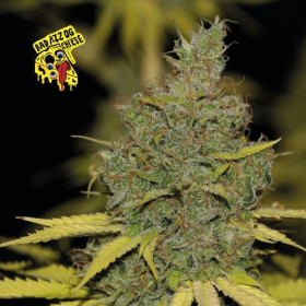 Badazz OG Cheese - SEEDSMAN | TanieSianie.pl
