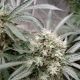 Strawberry Banana Grape - SEEDSMAN | TanieSianie.pl