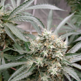 Strawberry Banana Grape - SEEDSMAN | TanieSianie.pl