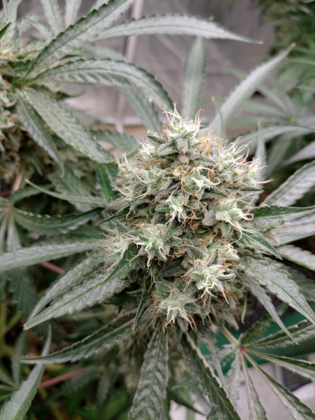 Strawberry Banana Grape - SEEDSMAN | TanieSianie.pl