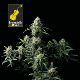 Lemonchello Haze - SEEDSMAN | TanieSianie.pl