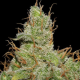 Jack Herer - SEEDSMAN | TanieSianie.pl