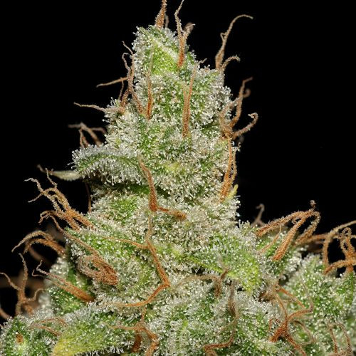 Jack Herer - SEEDSMAN | TanieSianie.pl