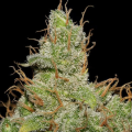 Jack Herer - SEEDSMAN