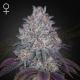 King's Tart - GREEN HOUSE SEEDS | TanieSianie.pl