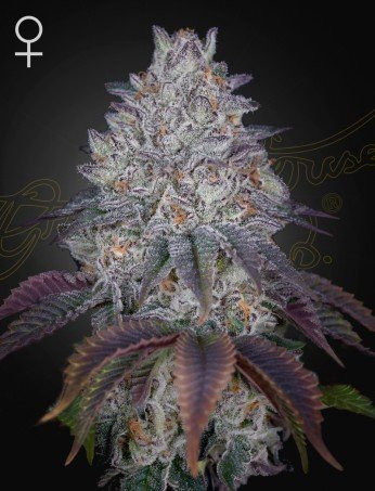 King's Tart - GREEN HOUSE SEEDS | TanieSianie.pl