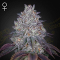King's Tart - GREEN HOUSE SEEDS