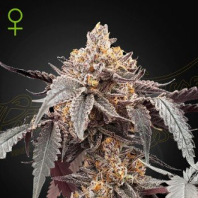 Guava x Gelato 41 Auto - GREEN HOUSE SEEDS | TanieSianie.pl