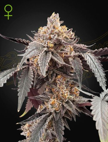 Guava x Gelato 41 Auto - GREEN HOUSE SEEDS | TanieSianie.pl