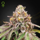 Blue Haze x Gelato 41 Auto - GREEN HOUSE SEEDS | TanieSianie.pl