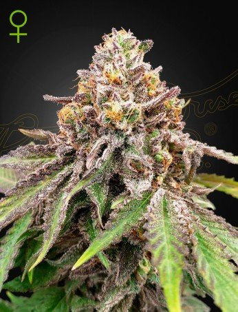 Blue Haze x Gelato 41 Auto - GREEN HOUSE SEEDS | TanieSianie.pl