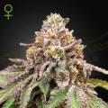 Blue Haze x Gelato 41 Auto - GREEN HOUSE SEEDS