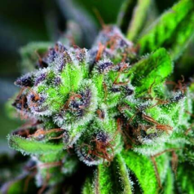 Watermelon Zkittlez - PYRAMID SEEDS | TanieSianie.pl