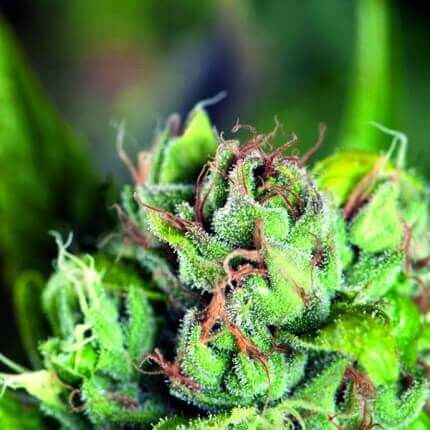 Tahoe Cure - PYRAMID SEEDS | TanieSianie.pl