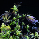 Sunset Sherbet - PYRAMID SEEDS | TanieSianie.pl