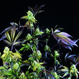 Sunset Sherbet - PYRAMID SEEDS | TanieSianie.pl