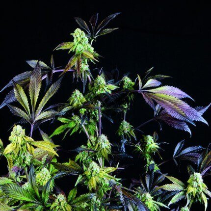 Sunset Sherbet - PYRAMID SEEDS | TanieSianie.pl