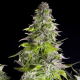 Romulan - PYRAMID SEEDS | TanieSianie.pl