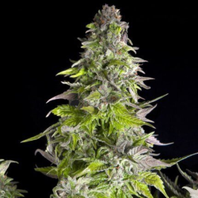 Romulan - PYRAMID SEEDS | TanieSianie.pl