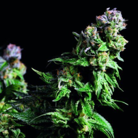 Purple Urkle - PYRAMID SEEDS | TanieSianie.pl