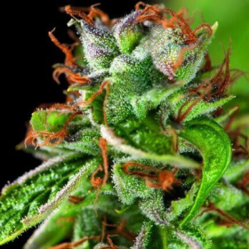 Double OG Haze - PYRAMID SEEDS | TanieSianie.pl