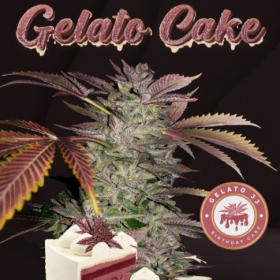 Gelato Cake - T.H. Seeds | TanieSianie.pl