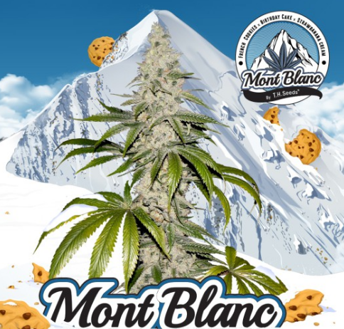 Mont Blanc - T.H. Seeds | TanieSianie.pl